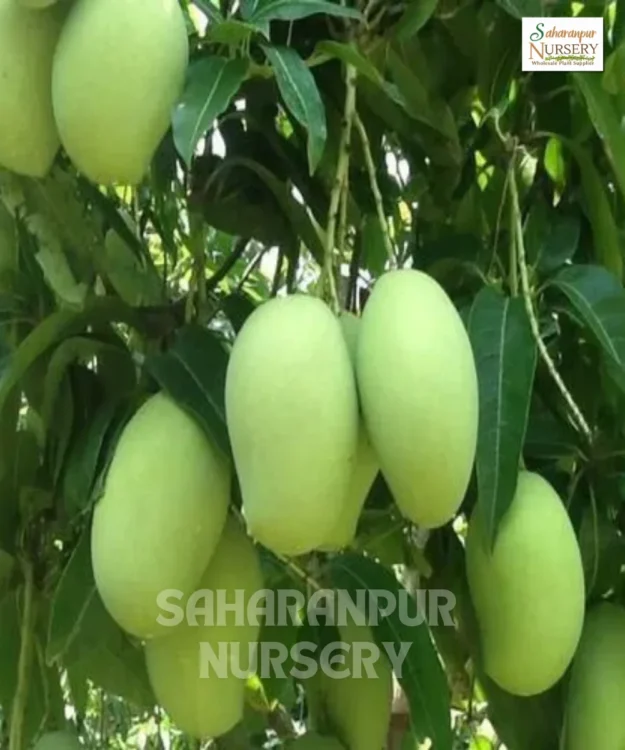 12 masi Mango Tree 12 Masi Mango Tree, Mangifera Indica, Grafted Mango Tree, Saharanpur Nursery Wholesale plant supplier, nursery in India, Landscaping company