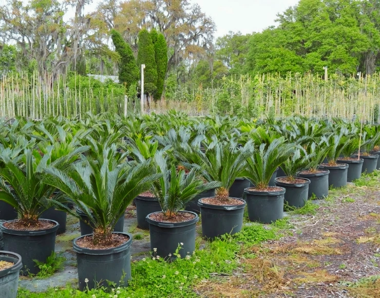 Saharanpur Nursery, Nursery INDIA, NURSERY IN INDIA, PLANT NURSERY IN INDIA, Wholesale Plant Supplier, WHOLESALE PLANT NURSERY IN INDIA, BEST NURSERY IN INDIA, TOP 10 PLANT NURSERY IN INDIA, WHOLESALE NURSERY IN INDIA, ONLINE NURSERY IN INDIA, buy WHOLESALE PLANTS ONLINE, ONLINE PLANT NURSERY INDIA, BEST NURSERIES IN INDIA, BEST ONLINE PLANT NURSERY IN INDIA, BEST PLANT NURSERY IN INDIA, wholesale Plant Exporter, Plant export nursery in India, BEST FRUIT PLANT NURSERY IN INDIA, Wholesale plant nursery in Saharanpur India, Wholesale Plant Supplier, Wholesale Plant Supplier in India, Landscaping Services in India, Nursery in India, Landscaping Company, Plant Exporter in India, Saharanpur Nursery