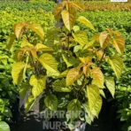 Acalypha Plant, Acalypha wilkesiana, Copperleaf, Copper Plant, Fire Dragon, and Jacob's Coat, Saharanpur Nursery Wholesale plant supplier, nursery in India, Landscaping company