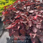 Acalypha Plant, Acalypha wilkesiana, Copperleaf, Copper Plant, Fire Dragon, and Jacob's Coat, Saharanpur Nursery Wholesale plant supplier, nursery in India, Landscaping company