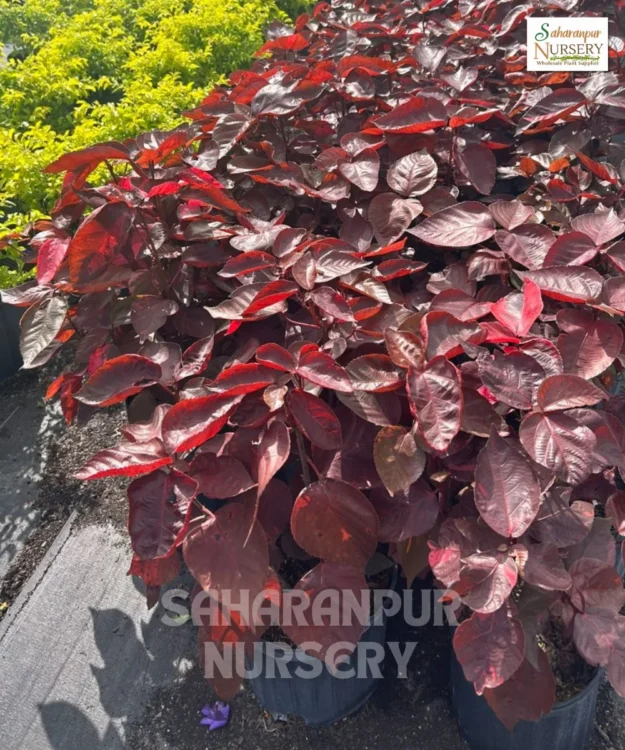 Acalypha wilkesiana Acalypha Plant, Acalypha wilkesiana, Copperleaf, Copper Plant, Fire Dragon, and Jacob's Coat, Saharanpur Nursery Wholesale plant supplier, nursery in India, Landscaping company
