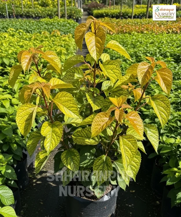 Acalypha wilkesiana Acalypha Plant, Acalypha wilkesiana, Copperleaf, Copper Plant, Fire Dragon, and Jacob's Coat, Saharanpur Nursery Wholesale plant supplier, nursery in India, Landscaping company