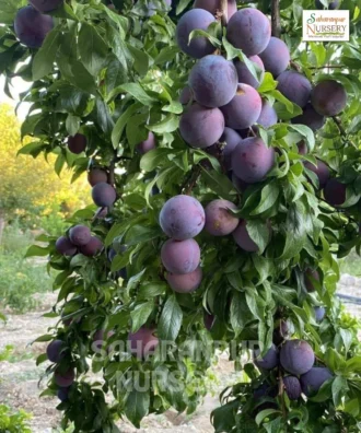 Aloo Bhukhara Plant, Prunus domestica, Plum Fruit Tree, Saharanpur Nursery Wholesale plant supplier, nursery in India, Landscaping company