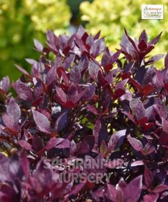 Alternanthera Plant, Alternanthera sessilis, Red Calico Plant,Brazilian Spinach, Khakiweed, Saharanpur Nursery Wholesale plant supplier, nursery in India, Landscaping company