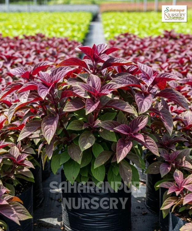 Alternanthera plant Alternanthera Plant, Alternanthera sessilis, Red Calico Plant,Brazilian Spinach, Khakiweed, Saharanpur Nursery Wholesale plant supplier, nursery in India, Landscaping company