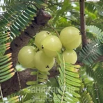 Amla Plant, Phyllanthus Emblica, Indian Gooseberry Tree, Malacca Tree, Saharanpur Nursery Wholesale plant supplier, nursery in India, Landscaping company