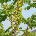 Amla Tree, Phyllanthus Emblica, Indian Gooseberry Tree, Malacca Tree, Saharanpur Nursery Wholesale plant supplier, nursery in India, Landscaping company