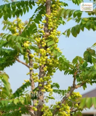 Amla Tree, Phyllanthus Emblica, Indian Gooseberry Tree, Malacca Tree, Saharanpur Nursery Wholesale plant supplier, nursery in India, Landscaping company
