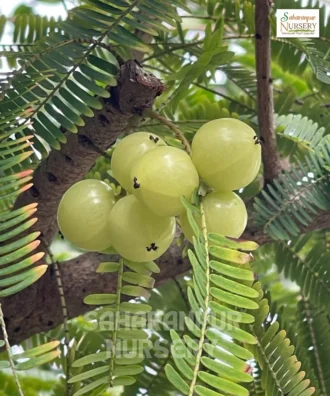 Amla Plant, Phyllanthus Emblica, Indian Gooseberry Tree, Malacca Tree, Saharanpur Nursery Wholesale plant supplier, nursery in India, Landscaping company