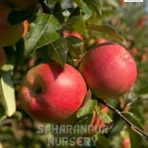 Anna Apple Tree, Malus domestica Anna, Low Chill Apple, Saharanpur Nursery Wholesale plant supplier, nursery in India, Landscaping company