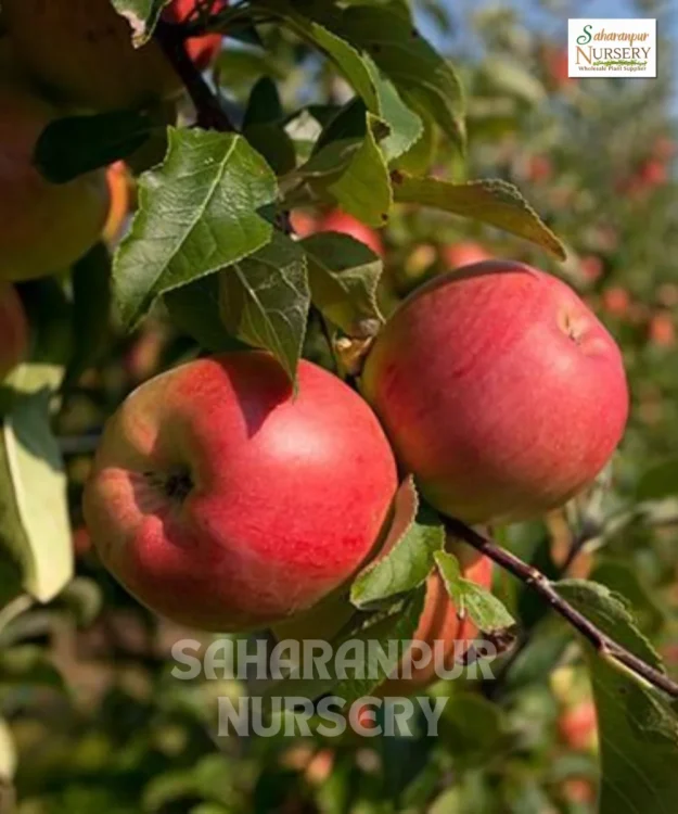 Anna Apple Tree, Malus domestica Anna, Low Chill Apple, Saharanpur Nursery Wholesale plant supplier, nursery in India, Landscaping company