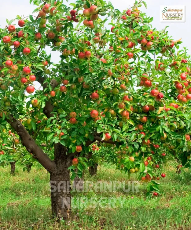 Anna Apple Tree, domestica Anna, Low Chill Apple, Saharanpur Nursery Wholesale plant supplier, nursery in India, Landscaping company