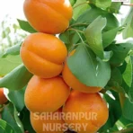 Apricot Fruit Tree, Prunus Armeniaca, Armenian plum, Saharanpur Nursery Wholesale plant supplier, nursery in India, Landscaping company