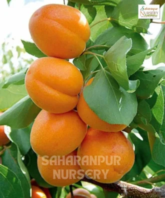 Apricot Fruit Tree, Prunus Armeniaca, Armenian plum, Saharanpur Nursery Wholesale plant supplier, nursery in India, Landscaping company