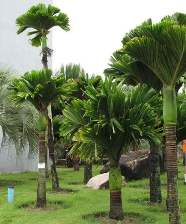Areca Catechu Dwarf Palm, Areca Nut Palm, Betel Nut Palm, Ornamental Tree, Landscaping Tree, Saharanpur Nursery Wholesale plant supplier, nursery in India, Landscaping company