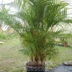 Areca Palm, Dypsis Lutescens, butterfly palm, golden cane palm, and yellow palm. ornamental, landscaping plant, Saharanpur Nursery Wholesale plant supplier, nursery in India, Landscaping company