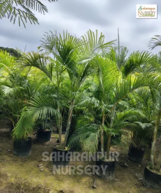 Areca Palm, Dypsis Lutescens, butterfly palm, golden cane palm, and yellow palm. ornamental, landscaping plant, Saharanpur Nursery Wholesale plant supplier, nursery in India, Landscaping company