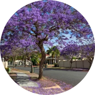 Avenue Tree