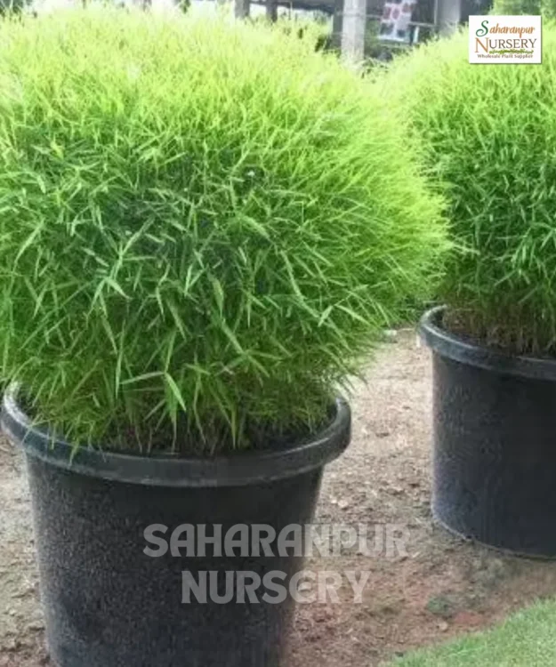 Bamboo Grass Plant, Pogonatherum paniceum, Baby Bamboo, Baby Panda Grass, Dwarf Bamboo grass, Saharanpur Nursery Wholesale plant supplier, nursery in India, Landscaping company
