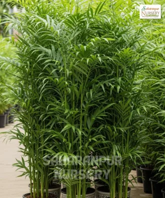 Bamboo Palm, Reed Palm , Chamaedorea seifrizii, Ornamental Tree, Landscaping tree, Saharanpur Nursery Wholesale plant supplier, nursery in India, Landscaping company