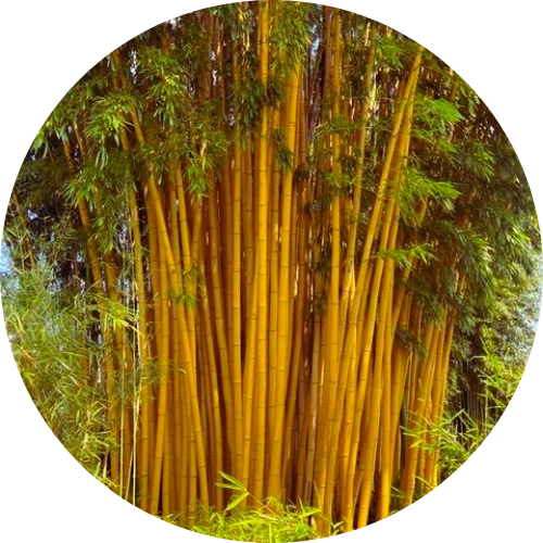Bamboo Plants Collection Image 1, India's Largest Wholesale Plant Supplier in Saharanpur – Saharanpur Nursery, ,