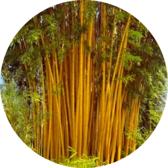 Bamboo