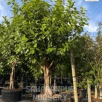 Banyan Tree, Ficus Benghalensis, Ficus Audrey, Ornamental Tree, Landscaping Tree, Saharanpur Nursery Wholesale plant supplier, nursery in India, Landscaping company