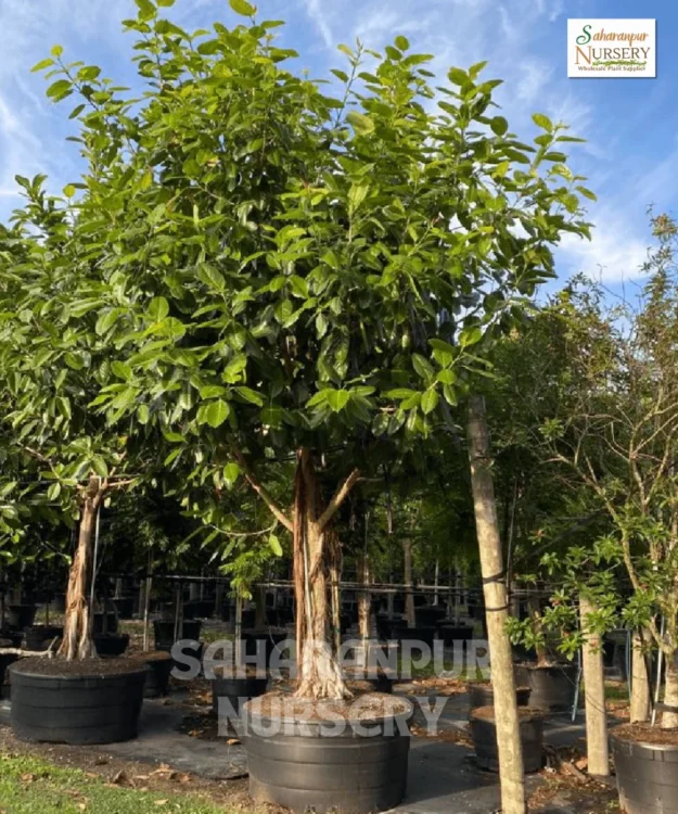Banyan Tree, Ficus Benghalensis, Ficus Audrey, Ornamental Tree, Landscaping Tree, Saharanpur Nursery Wholesale plant supplier, nursery in India, Landscaping company