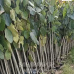 Banyan Tree, Ficus Benghalensis, Ficus Audrey, Ornamental Tree, Landscaping Tree, Saharanpur Nursery Wholesale plant supplier, nursery in India, Landscaping company