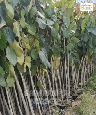 Banyan Tree, Ficus Benghalensis, Ficus Audrey, Ornamental Tree, Landscaping Tree, Saharanpur Nursery Wholesale plant supplier, nursery in India, Landscaping company