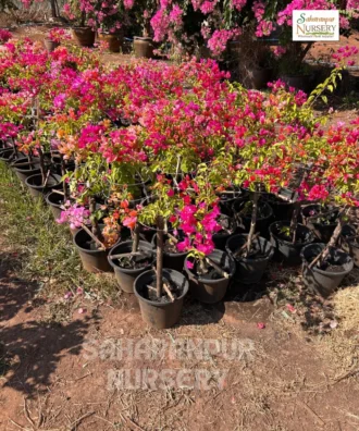 bougainvillea, Bougainvillea Muliticolor, Bougainvillea spectabilis, Bougainvillea glabra, Ornamental Plant, Ornamental Shrub, Landscaping Plant, Saharanpur Nursery, Wholesale Plant Supplier, Wholesale Plant Nursery, Nursery in India, Landscaping Company in India, Plant Exporter in India