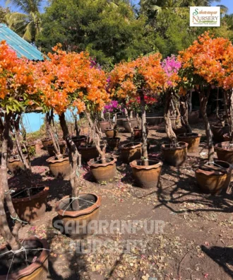 bougainvillea, Bougainvillea Muliticolor, Bougainvillea spectabilis, Bougainvillea glabra, Ornamental Plant, Ornamental Shrub, Landscaping Plant, Saharanpur Nursery, Wholesale Plant Supplier, Wholesale Plant Nursery, Nursery in India, Landscaping Company in India, Plant Exporter in India