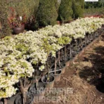 bougainvillea, Bougainvillea Muliticolor, Bougainvillea spectabilis, Bougainvillea glabra, Ornamental Plant, Ornamental Shrub, Landscaping Plant, Saharanpur Nursery, Wholesale Plant Supplier, Wholesale Plant Nursery, Nursery in India, Landscaping Company in India, Plant Exporter in India