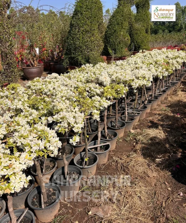 bougainvillea, Bougainvillea Muliticolor, Bougainvillea spectabilis, Bougainvillea glabra, Ornamental Plant, Ornamental Shrub, Landscaping Plant, Saharanpur Nursery, Wholesale Plant Supplier, Wholesale Plant Nursery, Nursery in India, Landscaping Company in India, Plant Exporter in India