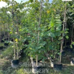 Bauhinia blakeana, Hongkong Orchid Tree, Rakta Kanchan, Ornamental Tree, Landscaping Tree, Saharanpur Nursery Wholesale plant supplier, nursery in India, Landscaping company