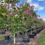 Bauhinia blakeana, Hongkong Orchid Tree, Rakta Kanchan, Ornamental Tree, Landscaping Tree, Saharanpur Nursery Wholesale plant supplier, nursery in India, Landscaping company