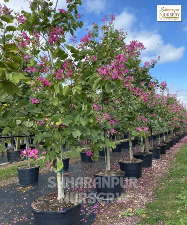 Bauhinia blakeana, Hongkong Orchid Tree, Rakta Kanchan, Ornamental Tree, Landscaping Tree, Saharanpur Nursery Wholesale plant supplier, nursery in India, Landscaping company