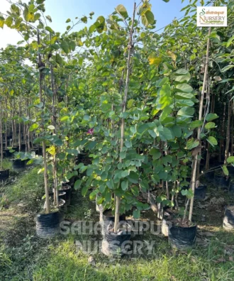 Bauhinia blakeana, Hongkong Orchid Tree, Rakta Kanchan, Ornamental Tree, Landscaping Tree, Saharanpur Nursery Wholesale plant supplier, nursery in India, Landscaping company