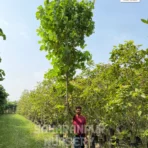 Bauhinia Purpurea, Bauhinia Purpurea Tree, Purple Orchid Tree, Hawaiian Orchid Tree, Bauhinia, Landscaping Tree, Ornamental Tree, Timber Tree, Avenue Tree, Saharanpur Nursery, Wholesale Plant Supplier, Wholesale Plant Nursery, Nursery in India, Landscaping Company in India, Plant Exporter in India