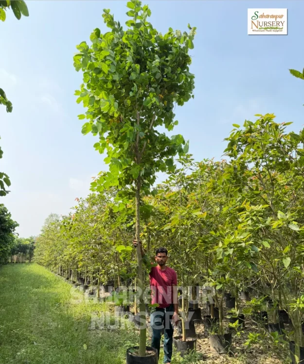 Bauhinia Purpurea, Bauhinia Purpurea Tree, Purple Orchid Tree, Hawaiian Orchid Tree, Bauhinia, Landscaping Tree, Ornamental Tree, Timber Tree, Avenue Tree, Saharanpur Nursery, Wholesale Plant Supplier, Wholesale Plant Nursery, Nursery in India, Landscaping Company in India, Plant Exporter in India