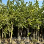 Bauhinia Purpurea tree , Purple Orchid Tree, Haiiwan Orchid Tree, Ornamental Tree , Landscaping Tree, Saharanpur Nursery Wholesale plant supplier, nursery in India, Landscaping company