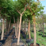 Bauhinia Purpurea tree , Purple Orchid Tree, Haiiwan Orchid Tree, Ornamental Tree , Landscaping Tree,Saharanpur Nursery Wholesale plant supplier, nursery in India, Landscaping company