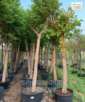 Bauhinia Purpurea tree , Purple Orchid Tree, Haiiwan Orchid Tree, Ornamental Tree , Landscaping Tree,Saharanpur Nursery Wholesale plant supplier, nursery in India, Landscaping company