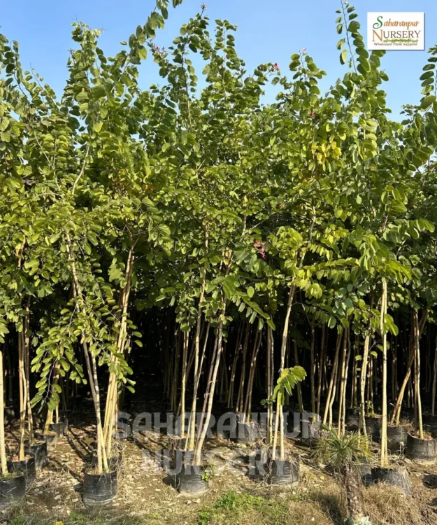 Bauhinia Purpurea tree , Purple Orchid Tree, Haiiwan Orchid Tree, Ornamental Tree , Landscaping Tree, Saharanpur Nursery Wholesale plant supplier, nursery in India, Landscaping company