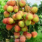Bedana Litchi Plant, Litchi chinensis, Seedless Litchi Plant, Saharanpur Nursery Wholesale plant supplier, nursery in India, Landscaping company