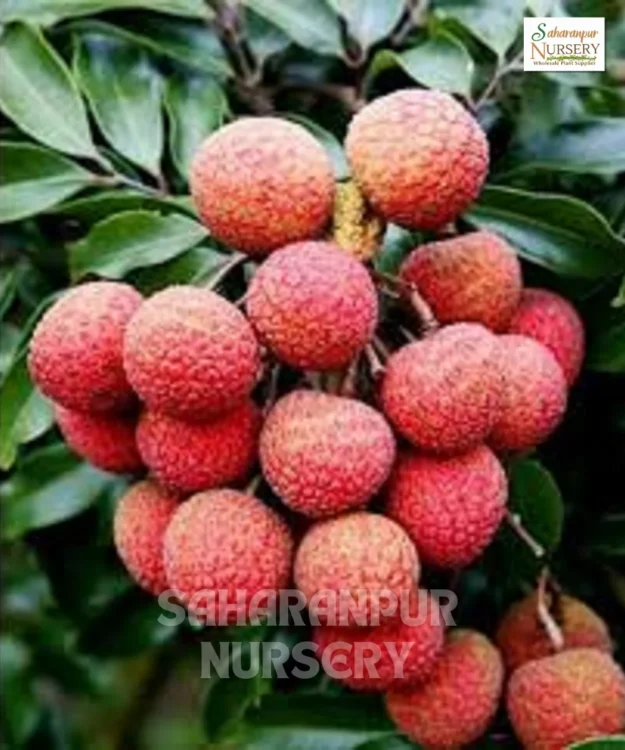 Bedana Litchi Plant, Litchi chinensis, Seedless Litchi Plant, Saharanpur Nursery Wholesale plant supplier, nursery in India, Landscaping company