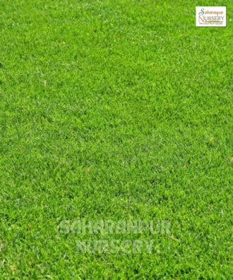 Bermuda Grass, Cynodon dactylon, Saharanpur Nursery Wholesale plant supplier, nursery in India, Landscaping company
