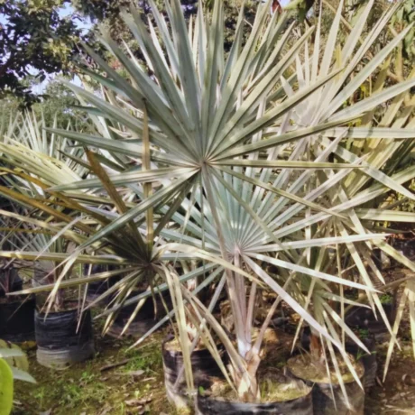 Silver Bismarckia Tree, Bismarckia nobilis, Bismarck palm, Silver Bismarck, Satra Palm, Bismarck Palm, Palm Tree, Ornamental Tree, Landscaping Tree Saharanpur Nursery, Wholesale Plant Supplier, Wholesale Plant Nursery, Wholesale Nursery Plant Supplier, Nursery in India, Landscaping Company in India, Plant Exporter in India