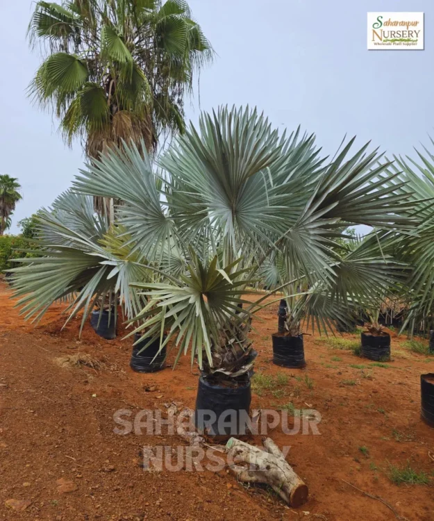 Bismarkia palm tree Silver Bismarckia Tree, Bismarckia nobilis, Bismarck palm, Silver Bismarck, Satra Palm, Bismarck Palm, Palm Tree, Ornamental Tree, Landscaping Tree Saharanpur Nursery, Wholesale Plant Supplier, Wholesale Plant Nursery, Wholesale Nursery Plant Supplier, Nursery in India, Landscaping Company in India, Plant Exporter in India