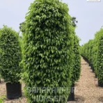 Black Ficus Plant, Ficus Benjamina, Indian Laurel Fig, or Weeping Fig, Saharanpur Nursery Wholesale plant supplier, nursery in India, Landscaping company